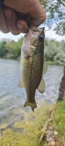Largemouth Bass