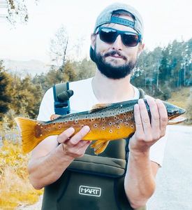 Brown Trout