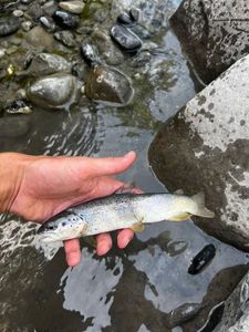 Brown Trout