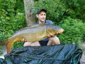 Common Carp