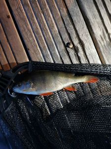 European Perch