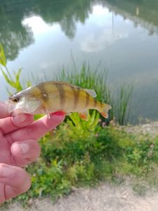 European Perch