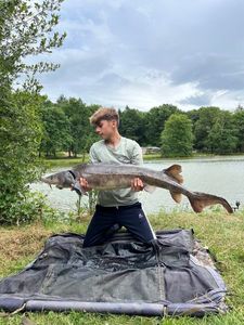 Sturgeon