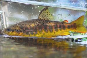 Brown Trout