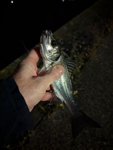 European Bass (Seabass)
