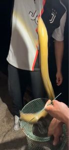 European Eel (Common Eel)