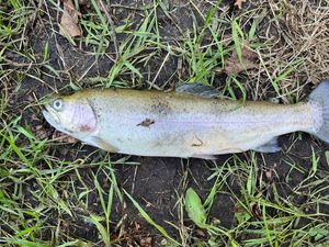 Lake Trout