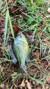 Green Sunfish
