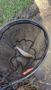 Rainbow Trout