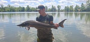 Sturgeon