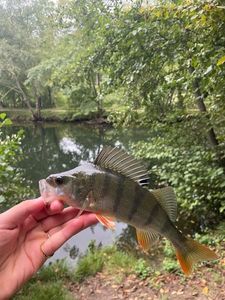 European Perch