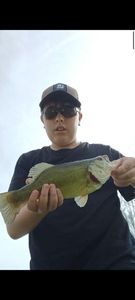 Largemouth Bass