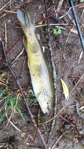 Brown Trout