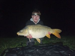 Common Carp