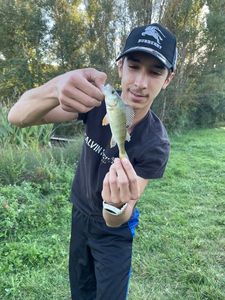 European Perch