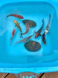 Koï Fish