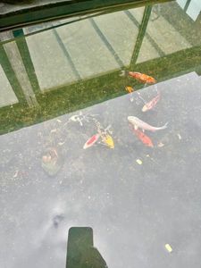 Koï Fish