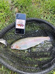 Rainbow Trout