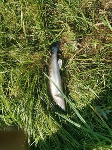Zander