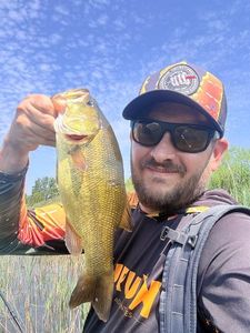Largemouth Bass