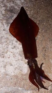 European Squid