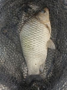 Prussian Carp