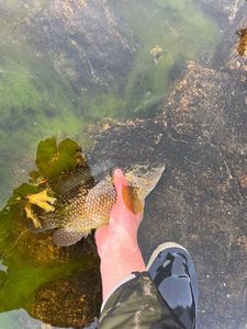 Ballan Wrasse