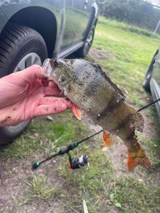 European Perch