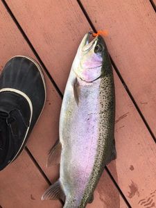 Rainbow Trout