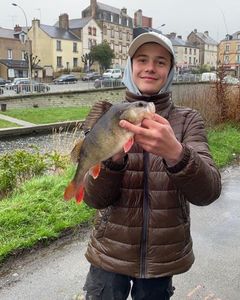 European Perch