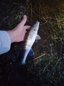Zander