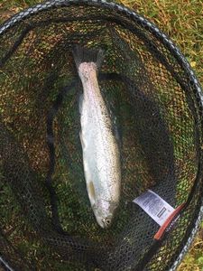 Rainbow Trout