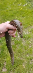 European Eel (Common Eel)