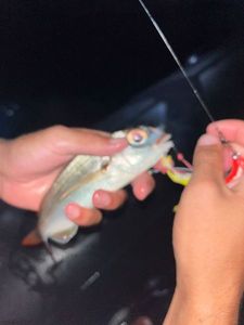 Blackspot Seabream