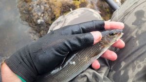 Grayling