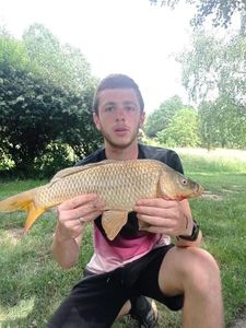 Common Carp