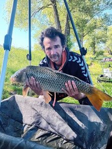 Common Carp