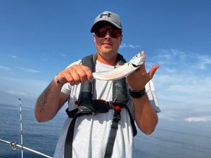 Mackerel