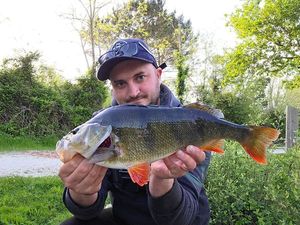 European Perch