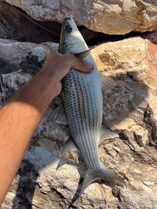 Flathead Grey Mullet