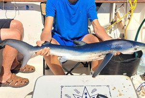 Blue Shark