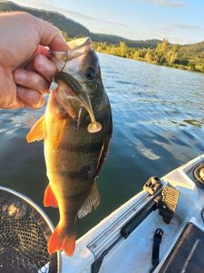 European Perch