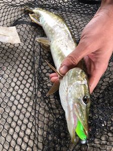 Northern Pike