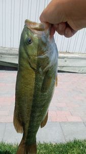 Smallmouth Bass