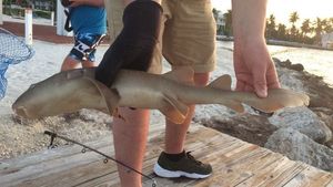 Nurse Shark