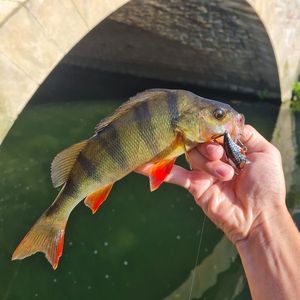 European Perch