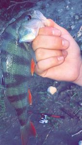 European Perch