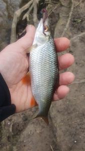Roach
