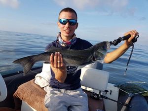 European Bass (Seabass)