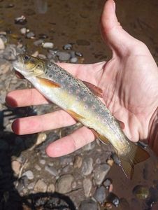 Brown Trout
